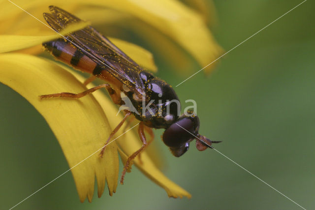 Bijlsprietje (Pelecocera tricincta)