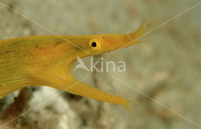 Ribbon moray eel (Rhinomuraena quaesita)