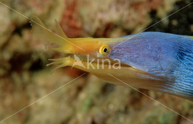 Ribbon moray eel (Rhinomuraena quaesita)
