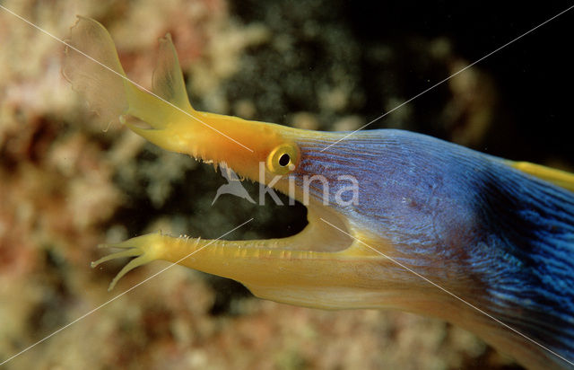 Ribbon moray eel (Rhinomuraena quaesita)