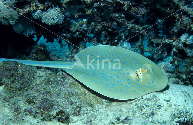 Blue-spotted Stingray (Taeniura lymma)