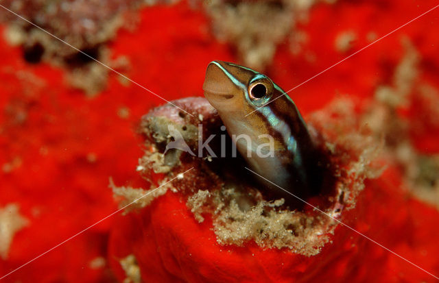 Bluestriped fangblenny (Plagiotremus rhinorhynchus)