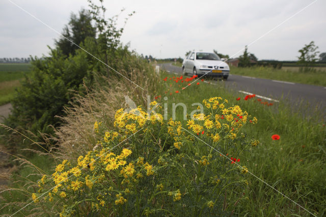 Bloemdijken van Zuid-Beveland