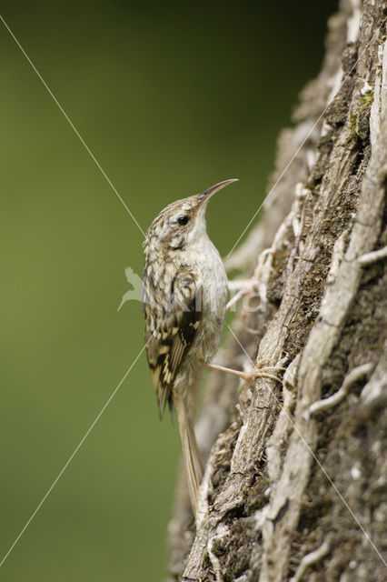 Boomkruiper (Certhia brachydactyla)