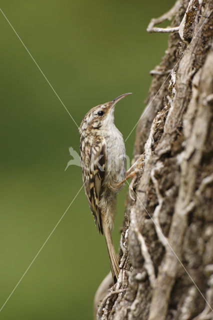 Boomkruiper (Certhia brachydactyla)