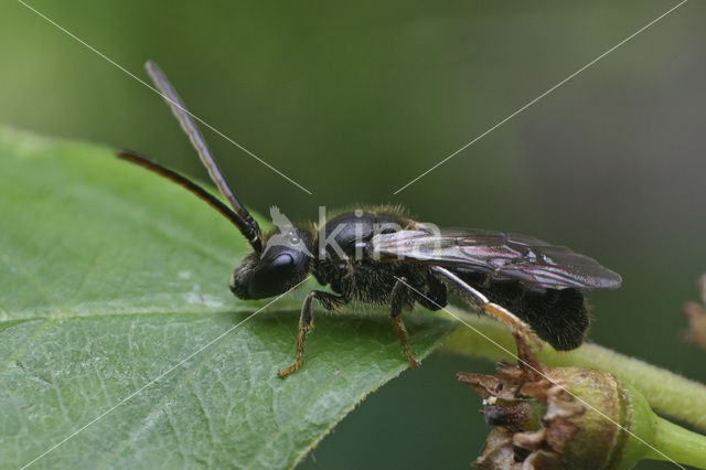 Bosgroefbij (Lasioglossum fratellum)