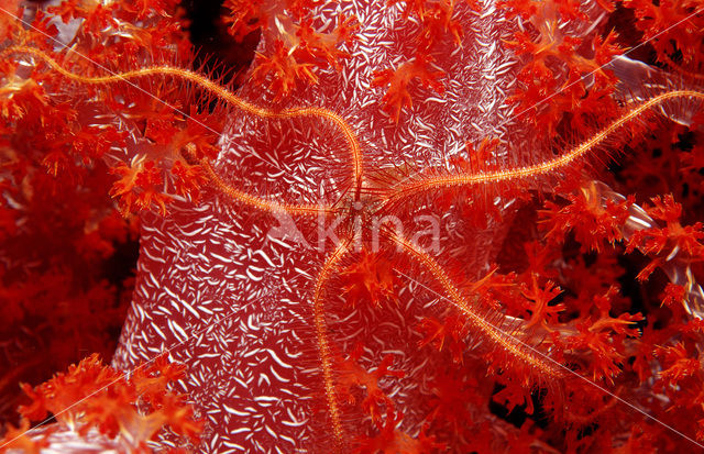 Purple brittle star (Ophiothrix purpurea)