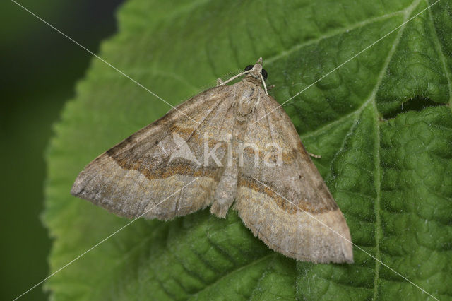 Shaded Broad-bar (Scotopteryx chenopodiata)