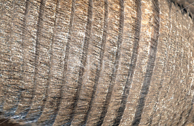 Bruinbehaard gordeldier (Euphractus villosus)