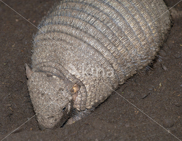 Hairy armadillo (Euphractus villosus)