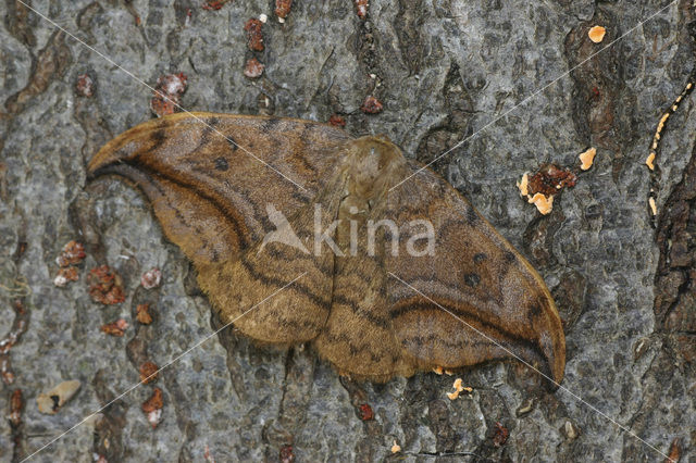 Bruine eenstaart (Drepana curvatula)