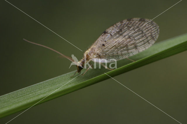 brown lacewing (Hemerobius humulinus)