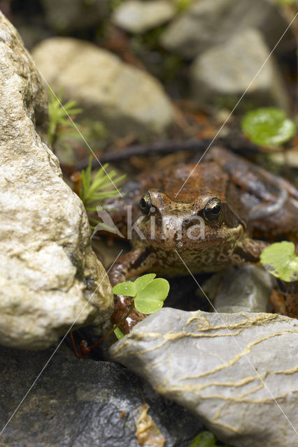 Common Frog (Rana temporaria)