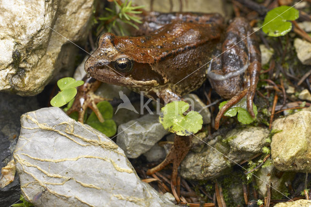 Common Frog (Rana temporaria)