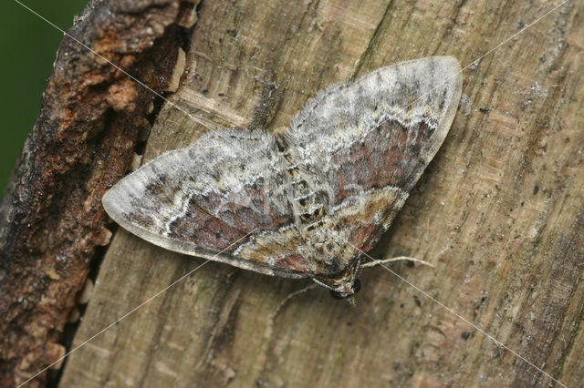 Bruine vierbandspanner (Xanthorhoe spadicearia)