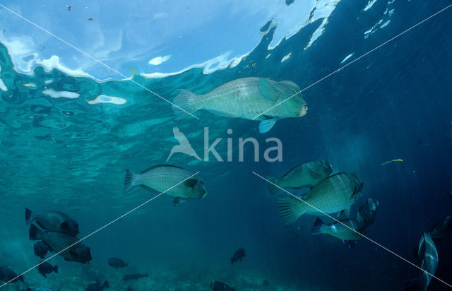 Green humphead parrotfish (Bolbometopon muricatum)