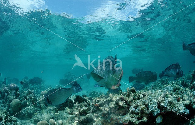 Green humphead parrotfish (Bolbometopon muricatum)