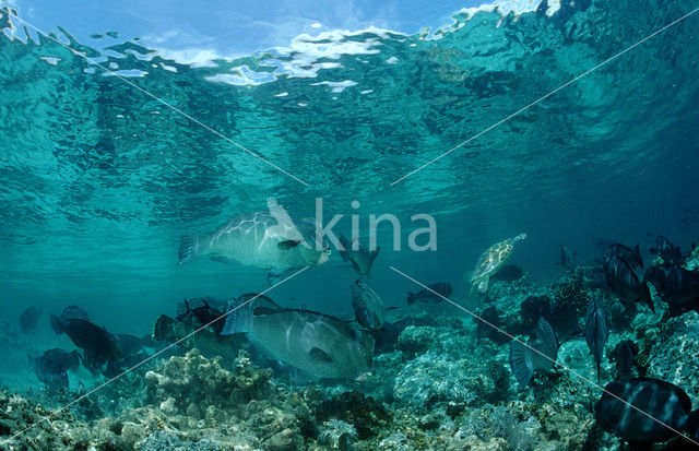 Green humphead parrotfish (Bolbometopon muricatum)