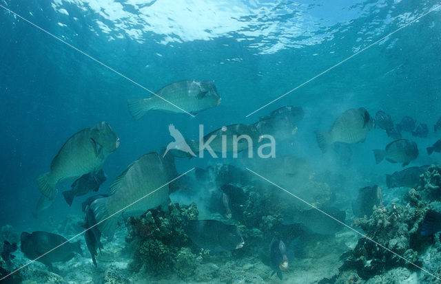 Green humphead parrotfish (Bolbometopon muricatum)