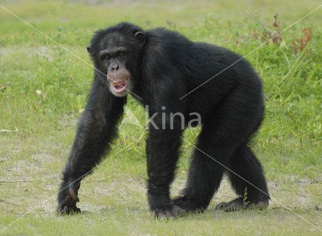 Chimpansee (Pan troglodytes)
