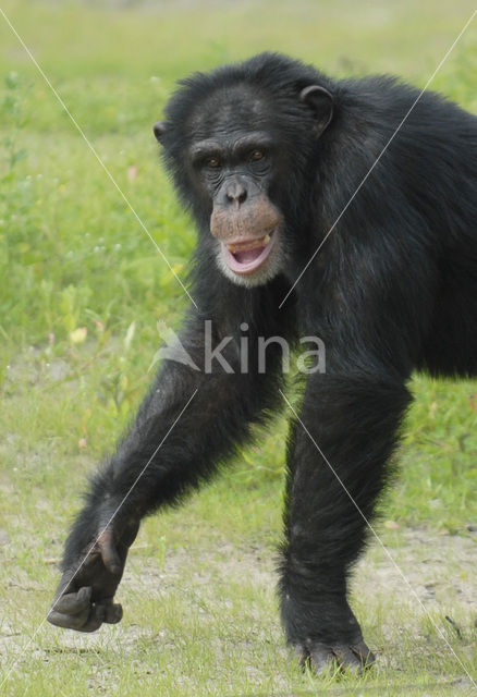 Chimpansee (Pan troglodytes)