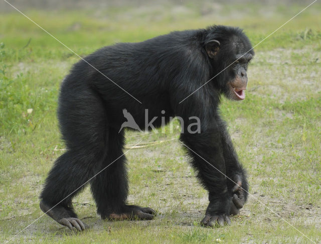Chimpansee (Pan troglodytes)