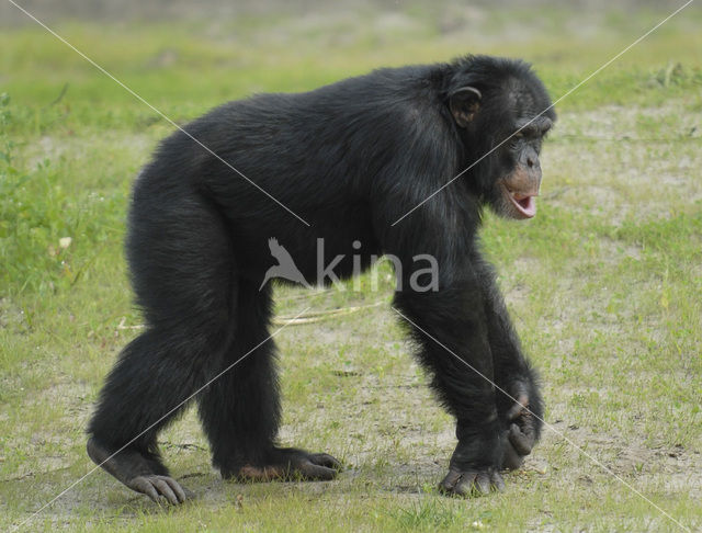 common chimpanzee (Pan troglodytes)