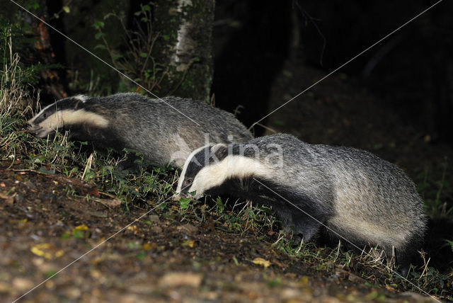 Badger (Meles meles)