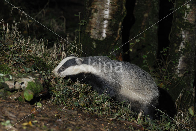 Badger (Meles meles)