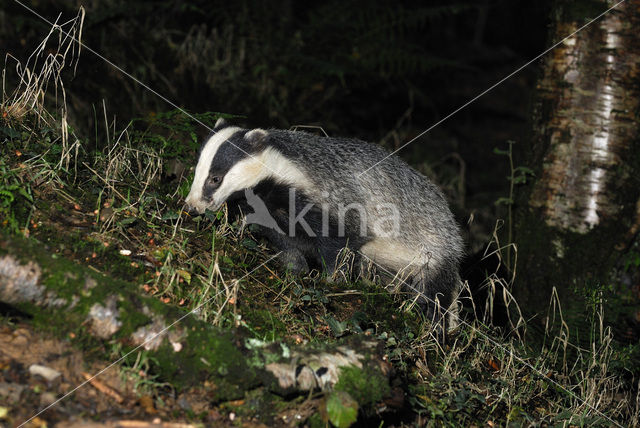 Badger (Meles meles)