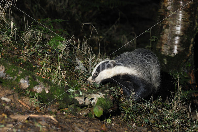 Badger (Meles meles)