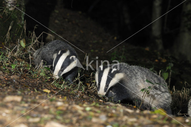 Badger (Meles meles)