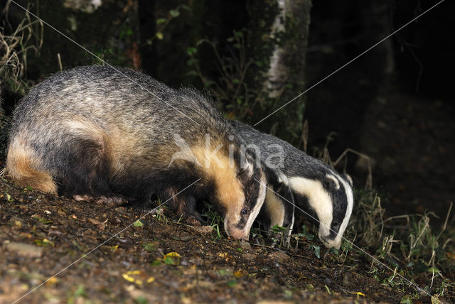 Badger (Meles meles)