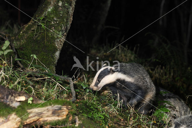 Badger (Meles meles)
