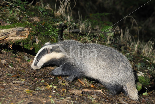 Badger (Meles meles)
