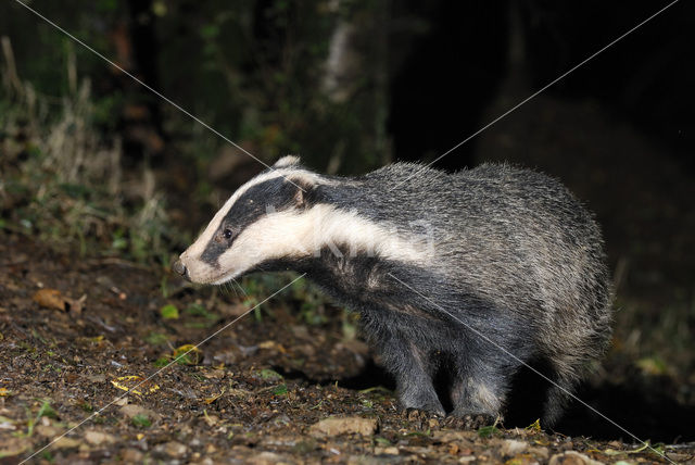 Badger (Meles meles)