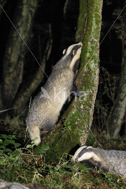 Badger (Meles meles)