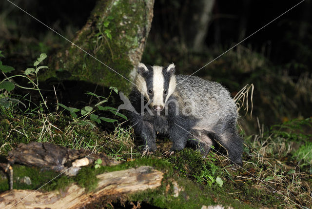 Badger (Meles meles)