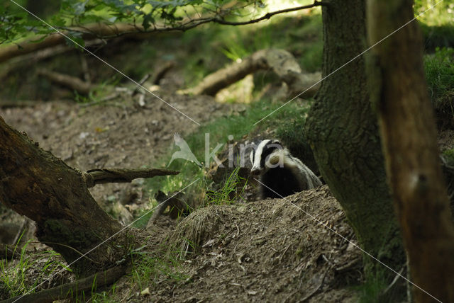 Badger (Meles meles)