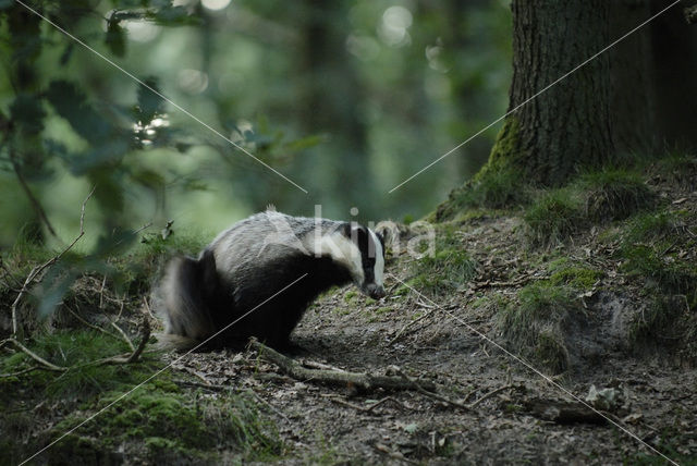 Badger (Meles meles)