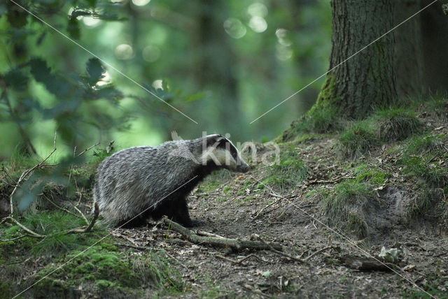 Badger (Meles meles)