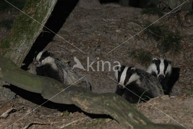 Badger (Meles meles)