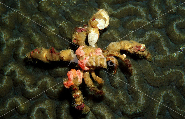 Decorator crab (Camposcia retusa)