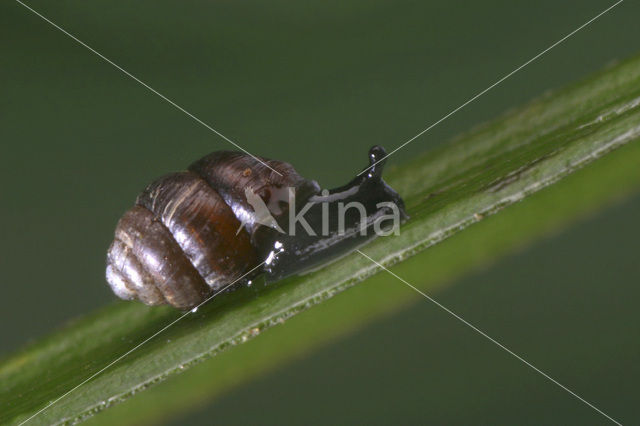 Marsh whorl snail (Vertigo antivertigo)