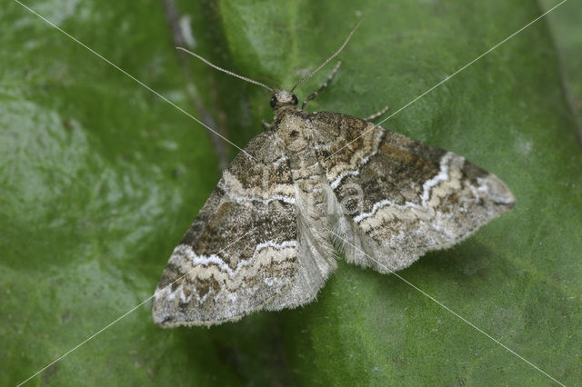 Barred Rivulet (Perizoma bifaciata)