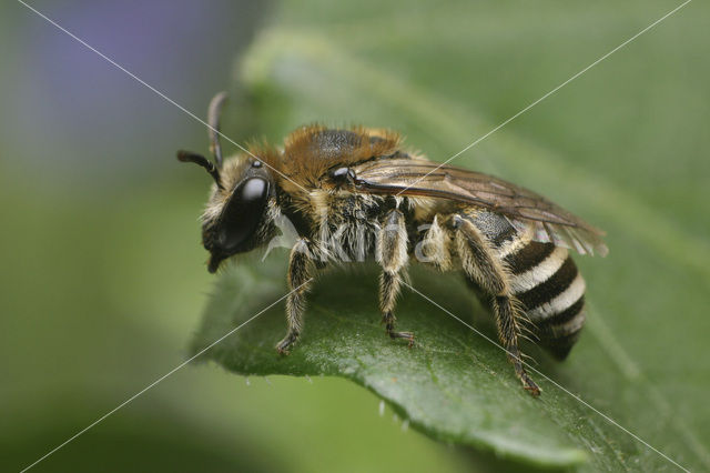 Donkere Zijdebij (Colletes marginatus)