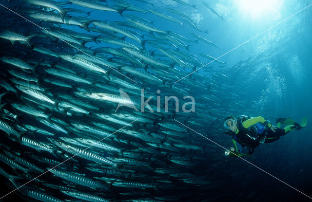 Donkervis Barracuda (Sphyraena qenie)