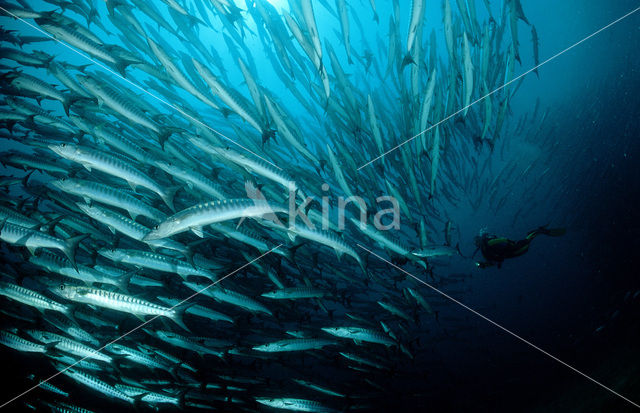 Blackfin barracuda (Sphyraena qenie)