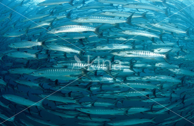 Donkervis Barracuda (Sphyraena qenie)