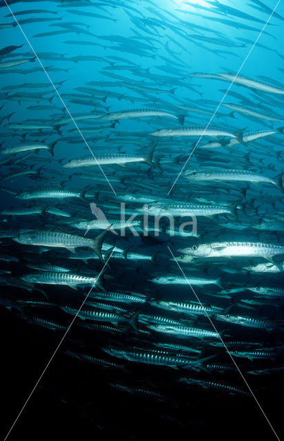 Donkervis Barracuda (Sphyraena qenie)